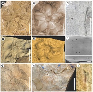 Figure from article: Fossil leaves, flowers and...