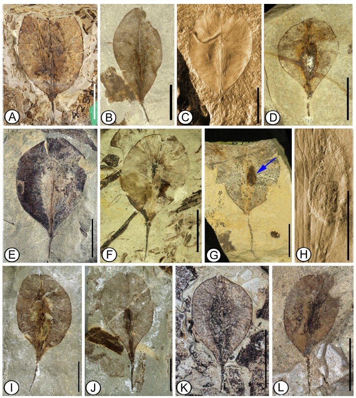 Figure from article: Winged fruits of...