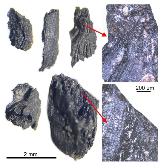 Figure from article: Rubbish or kindling? Plant...