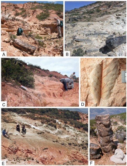 Figure from article: The fossil localities of...