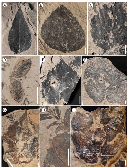 Figure from article: Floristic composition and...