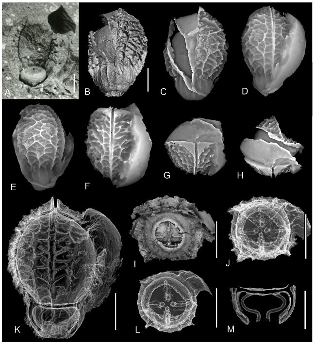 Figure from article: <i>Laurus macrocarpa</i>...