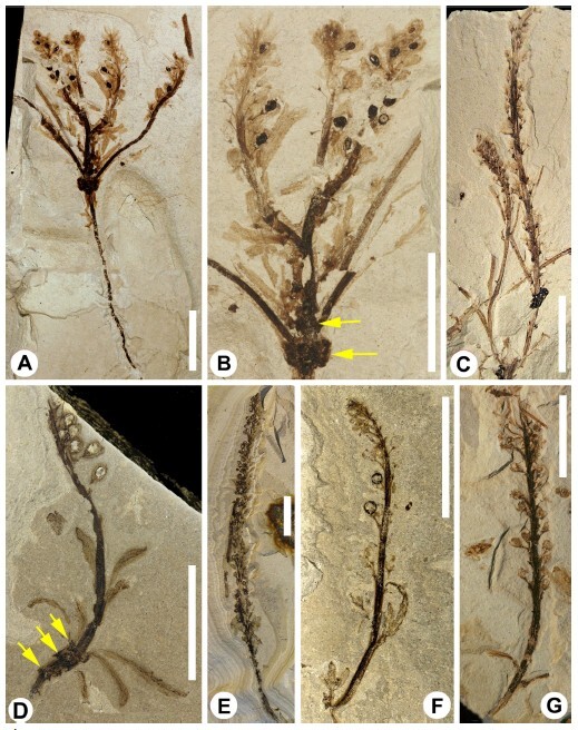 Figure from article: Vegetative and reproductive...