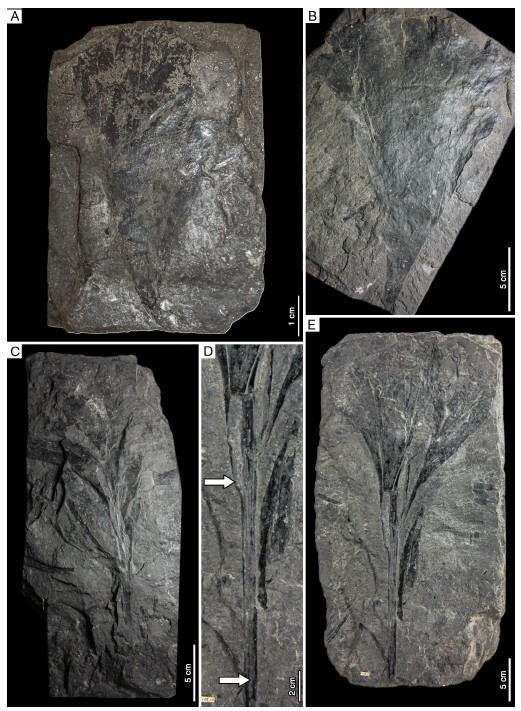 Figure from article: <i>Ginkgophytopsis</i>...